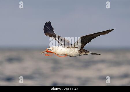 Northern Gannet tragenden Teile des Netzes Stockfoto