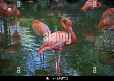 Herde von rosa Flamingos in einigen seichten Wasser Stockfoto