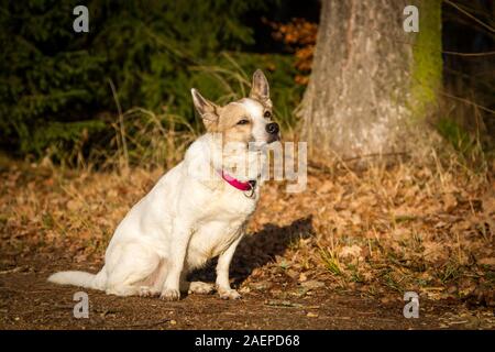 Kleinen Weißen mixbreed dog sitting Stockfoto