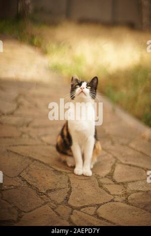 Dreifarbige Katze sitzt auf dem Steinboden im Sommer Garten, domest Stockfoto