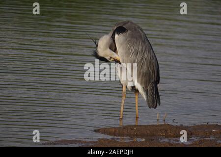 Graureiher (Ardea cinerea) Putzen im Wasser mit Bowling Green Marsh, Topsham auf einem Sommer Abend. Exeter, Devon, Großbritannien. Stockfoto