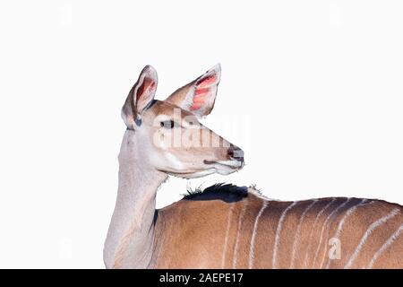 Ein kudus Kuh, Tragelaphus strepsiceros, blickt mit spitzen Ohren, isoliert auf weißem Stockfoto