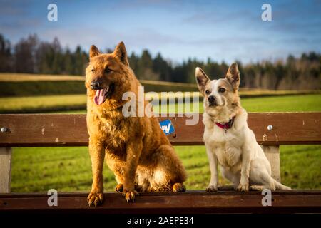 Zwei Hunde sitzen auf einer Bank, einem Westerwälder Kuhhund (alte Deutsche Schäferhund) und ein Jack Russell-Mix Stockfoto