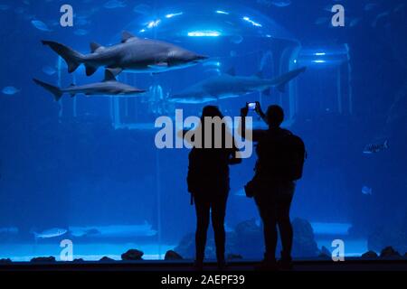 Poema del Mar Aquarium, Gran Canaria Stockfoto