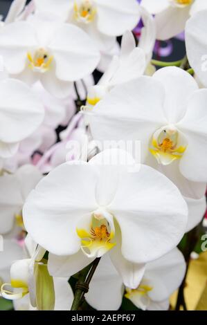 Schöne weiße Phalaenopsis Orchidee Blumen Stockfoto