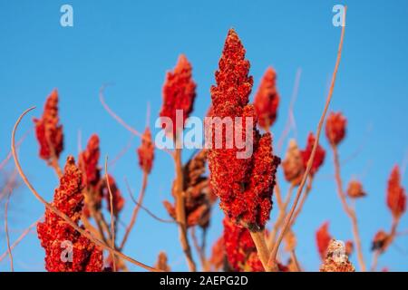 Helles rot Holz Pinsel Frucht einer staghorn sumac Baum gegen den blauen Himmel Stockfoto