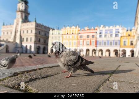 Anzeigen der große Marktplatz in Zamosc Polen mit Stadt Tauben, Renaissance und Manierismus Architektur, Renaissance ubran Konzepte, Zamosc Stadt Halle C Stockfoto