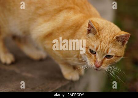 Porträt einer rote Katze auf der Straße, aufmerksam betrachten. Stockfoto
