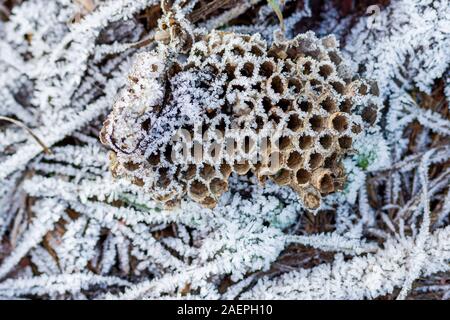 Wasp Nest mit Waben bedeckt mit Raureif Stockfoto