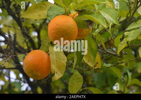 Orangen in einem kleinen Wäldchen am Ufer des unteren Fluss Guadiana, Algarve, Portugal Stockfoto