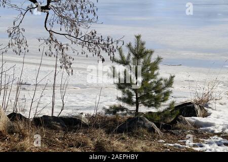 Nordic Natur: Winter in Finnland. In diesem Foto gibt es kleine Fichte, einige kleine Steine von einem Strand und gefrorene Ostsee im Hintergrund. Stockfoto