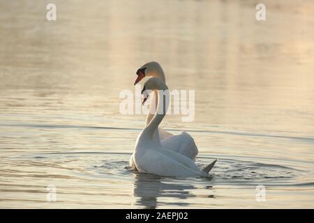 Schwäne auf dem See in der Morgendämmerung. Stockfoto