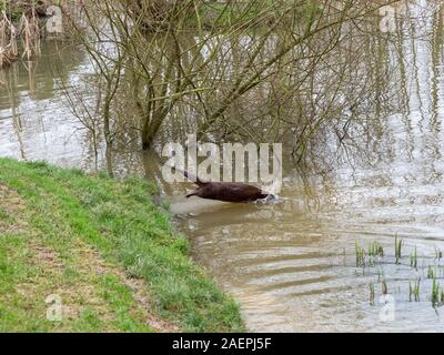 Der Eurasische Fischotter Lutra lutra. Tauchen in einen See. Stockfoto