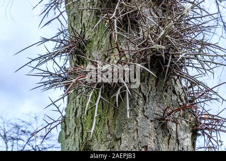 Honig-heuschrecke (Gleditsia triacanthos), dornige Amtsleitung//Tronc épineux de Gleditsia triacanthos févier, ou d'In, Frankreich, Seine-et-Marne (77), Fonta Stockfoto