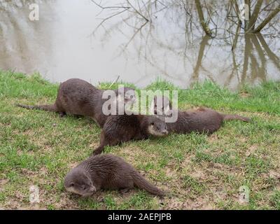 Eurasische Fischotter (Lutra lutra) Familie auf Teich Bank. Stockfoto