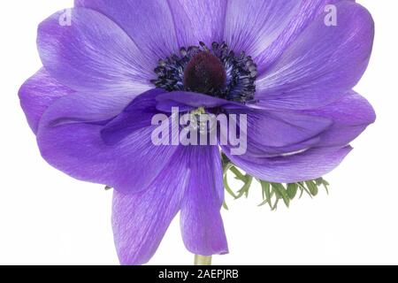 Anemone coronaria 'Harmonie', blau Details des Blütenblattes Bildung und begleitenden Bud Stockfoto