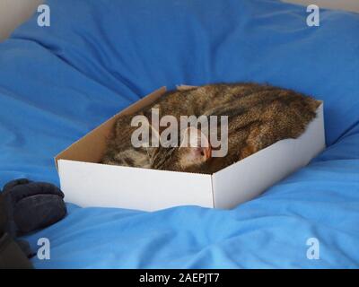 Eine Katze schlafen einen Karton. Stockfoto