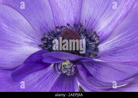 Anemone coronaria 'Harmonie', blau Details des Blütenblattes Bildung und begleitenden Bud Stockfoto