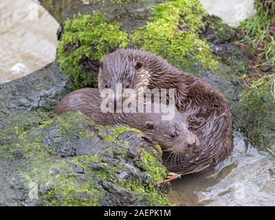 Junge Eurasische Fischotter (Lutra lutra) Cub/pup Stockfoto