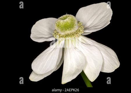 Anemone coronaria De Caen Gruppe "die Braut" Stockfoto