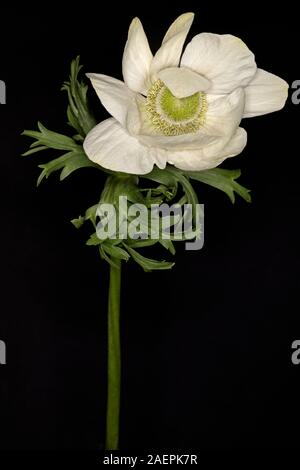 Anemone coronaria De Caen Gruppe "die Braut" Stockfoto