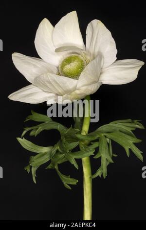 Anemone coronaria De Caen Gruppe "die Braut" Stockfoto