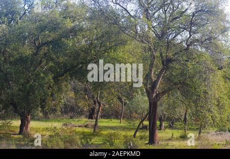 Kleiner überrest Patches der ursprünglichen Kork und olm Eichenwälder, die entlang der unteren Tal des Guadiana, Alentejo, Portugal Stockfoto