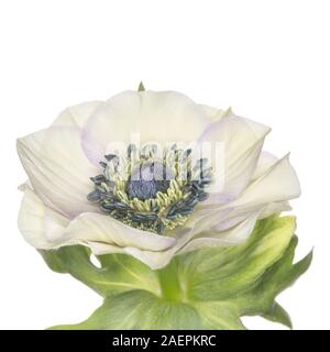 Anemone coronaria isoliert auf weißem Hintergrund Stockfoto