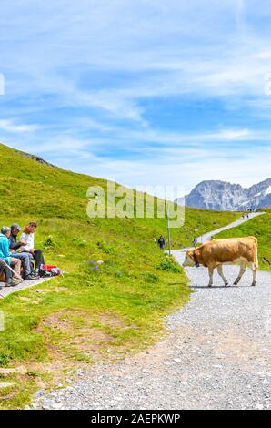 Bachalpsee, Grindelwald, Schweiz - 16. August 2019: Braune Kuh gehen auf einem Wanderweg in den Schweizer Alpen. Touristen entspannen auf einer Bank in der Nähe. Die Berge im Hintergrund. Alpine Landschaft. Stockfoto