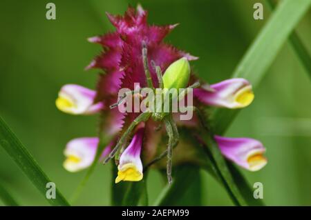 Grüne huntsman Spider (Micrommata Virescens) auf Lila Blume Stockfoto