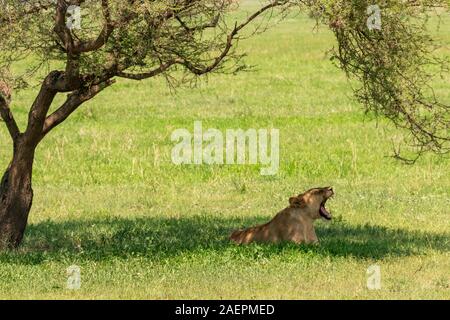 Eine Löwin macht ein wildes, fang-baring Gähnen, während sie im Schatten eines Akazienbaums im Tarangire National Park, Tansania liegt. (Panthera Leo) Stockfoto