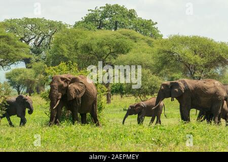 Zwei Baby-Elefanten grasen mit ihren Eltern im Tarangire National Park auf einer tansanischen Safari. (Wissenschaftlicher Name: Loxodonta) Stockfoto