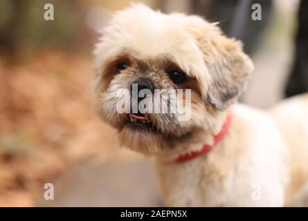 Portrait eines Hundes, Shih Tzu Stockfoto