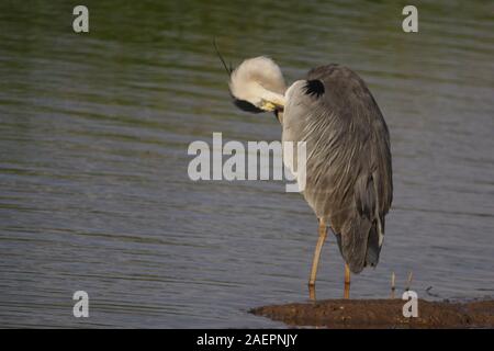 Graureiher (Ardea cinerea) Putzen im Wasser mit Bowling Green Marsh, Topsham auf einem Sommer Abend. Exeter, Devon, Großbritannien. Stockfoto