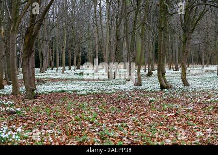 Gemeinsame Schneeglöckchen (Galanthus nivalis) unter den Bäumen an Attingham Park, Shropshire, England, Großbritannien Stockfoto