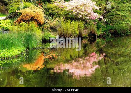 Spiegelungen im Teich von Savill botanischen Garten in Egham, Surrey, Großbritannien Stockfoto