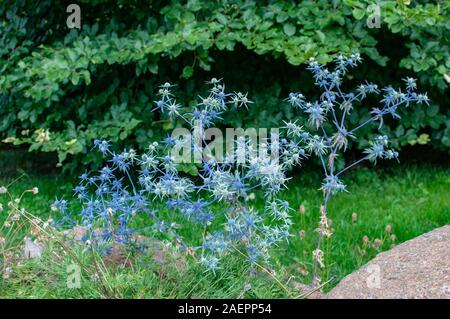Mittelmeer holly Eryngium bourgatii blühen im Sonnenlicht. Stockfoto