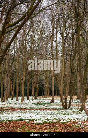 Gemeinsame Schneeglöckchen (Galanthus nivalis) unter den Bäumen an Attingham Park, Shropshire, England, Großbritannien Stockfoto