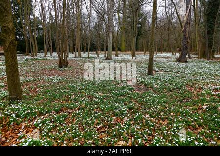 Gemeinsame Schneeglöckchen (Galanthus nivalis) unter den Bäumen an Attingham Park, Shropshire, England, Großbritannien Stockfoto