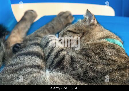 Ein großes, graues asiatischen Katze friedlich zusammengerollt und schlief auf dem Stuhl aus Kunststoff. close-up, Outdoor. Stockfoto