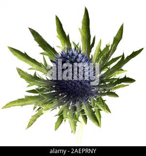 Thistelblüte isoliert auf weißem Grund. Arty, leuchtend grün und blau Farbe Thistle blühen. Studio gedreht Stockfoto