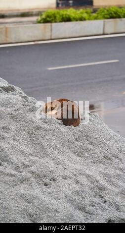 Ein Hund schläft in einem Haufen von Material im Straßenbau eingesetzt Stockfoto