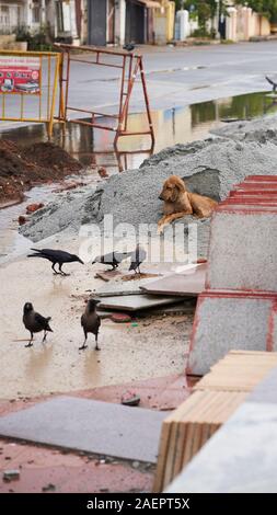 Ein Hund legt in einem Haufen von Material im Straßenbau eingesetzt, umgeben von Krähen Stockfoto