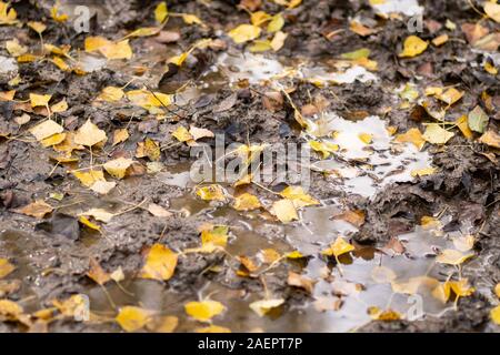 Blätter in einer Pfütze auf einer schlammigen Pfad im Herbst Stockfoto