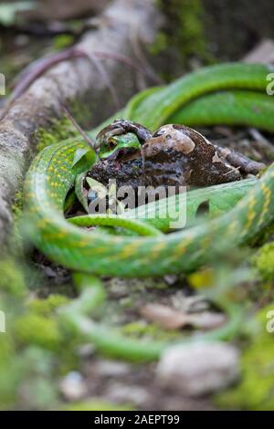 Eine grüne Papagei Schlange (Leptophis ahaetulla) ist hinunter eine Geäderte Treefrog (Trachycephalus venulosus) Stockfoto