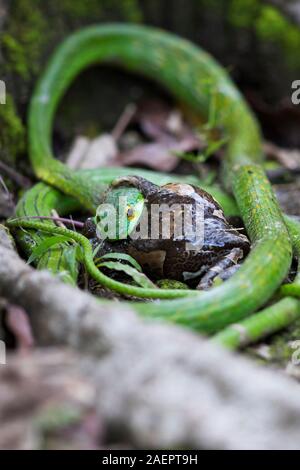 Eine grüne Papagei Schlange (Leptophis ahaetulla) ist hinunter eine Geäderte Treefrog (Trachycephalus venulosus) Stockfoto