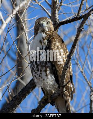 Red tailed Hawk in einem Baum starrt auf die Kamera Stockfoto