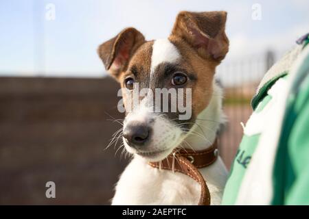 Kleine cute puppy Russell Terrier sitzt auf Händen Stockfoto