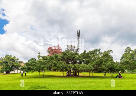 Ficus Benjamina in Royal Botanical Gardens, Peradeniya, Kandy, Sri Lanka Stockfoto
