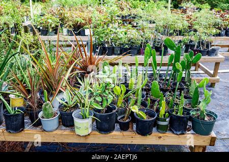 Port St. Saint Lucie Florida, Port St. Lucie Botanical Gardens, Gartencenter, Geschäft, Topfpflanzen, Ausstellungsverkauf, FL190920028 Stockfoto